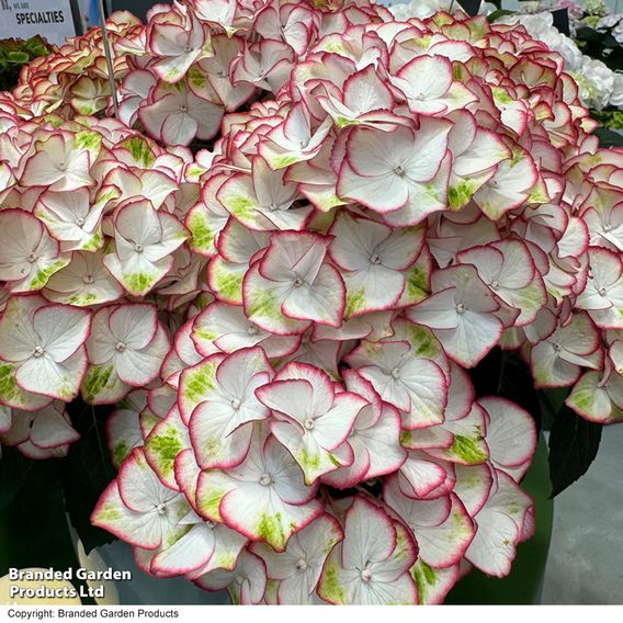 Hydrangea macrophylla 'Hi-Moon'