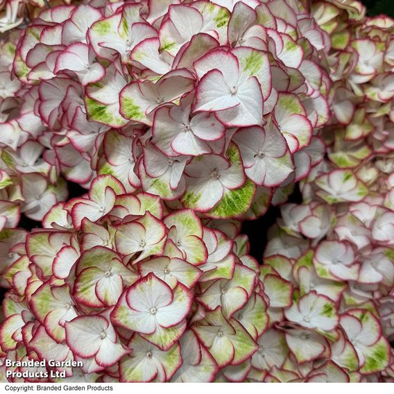 Hydrangea macrophylla 'Hi-Moon'