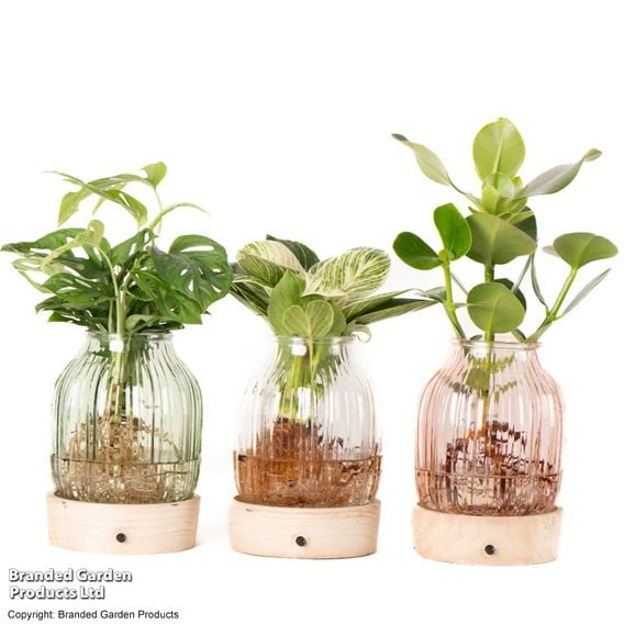 Hydroponic Light Up Vase Plant Mix