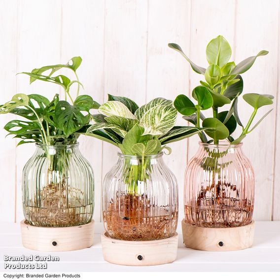 Hydroponic Light Up Vase Plant Mix