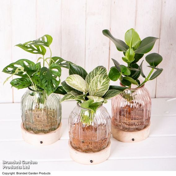 Hydroponic Light Up Vase Plant Mix