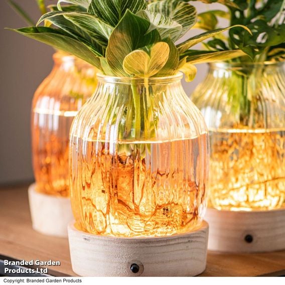 Hydroponic Light Up Vase Plant Mix