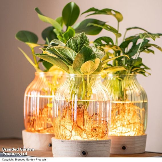 Hydroponic Light Up Vase Plant Mix