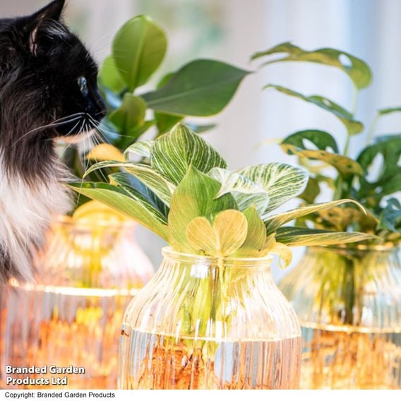 Hydroponic Light Up Vase Plant Mix