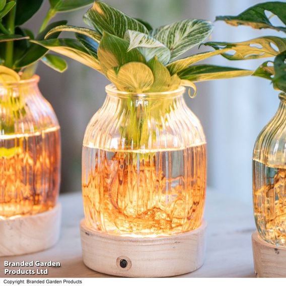 Hydroponic Light Up Vase Plant Mix