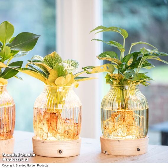 Hydroponic Light Up Vase Plant Mix