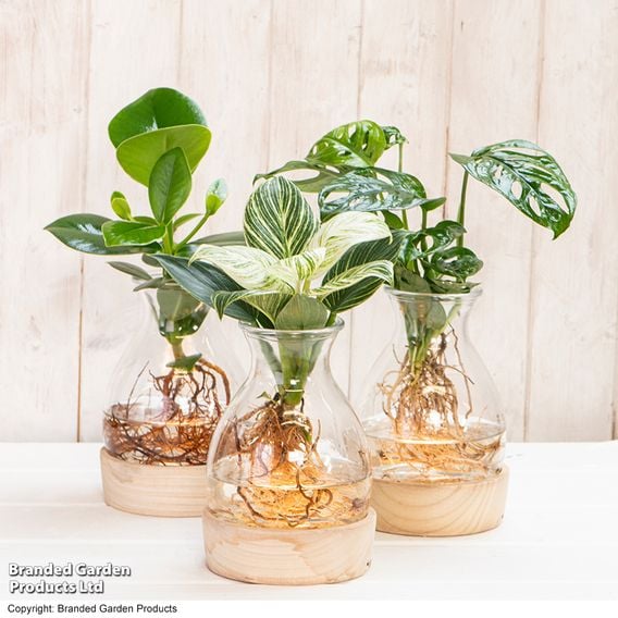 Hydroponic Light Up Vase Plant Mix