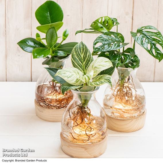 Hydroponic Light Up Vase Plant Mix