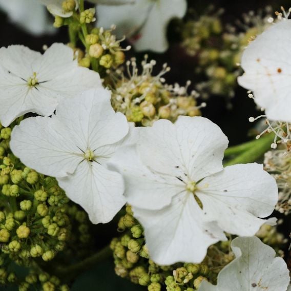 Hydrangea quercifolia 'Ice Crystal'