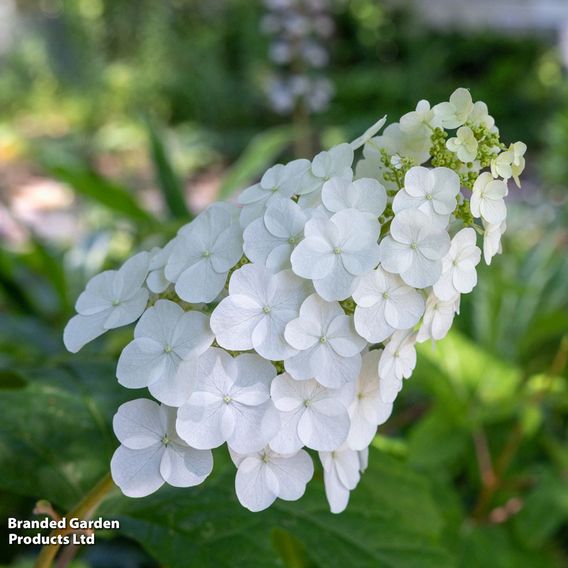 Hydrangea quercifolia 'Jetstream'