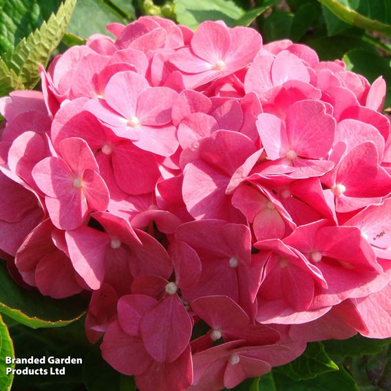 Hydrangea macrophylla 'King George V'