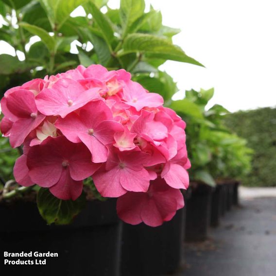 Hydrangea macrophylla 'King George V'