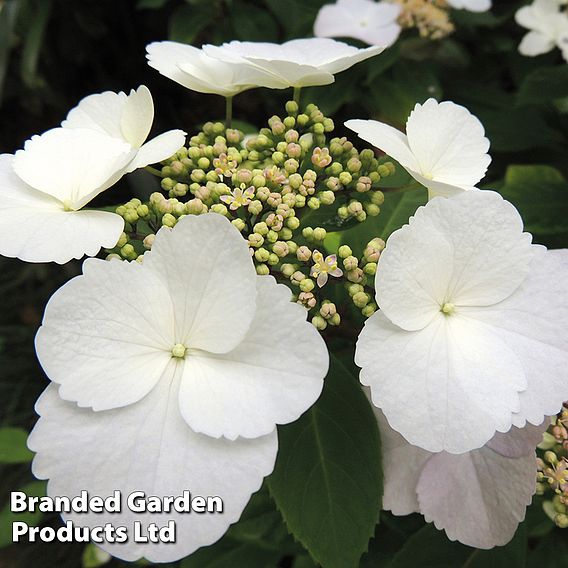 Hydrangea macrophylla 'Benxi'