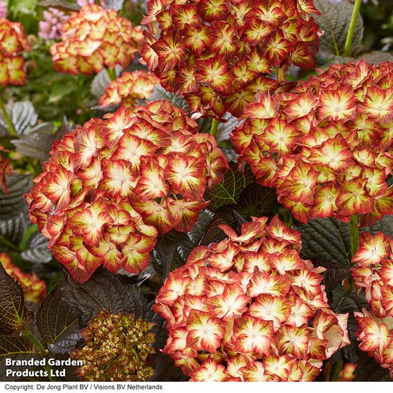 Hydrangea macrophylla 'Light My Fire'
