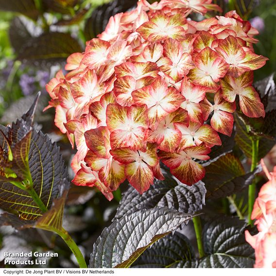Hydrangea macrophylla 'Light My Fire'