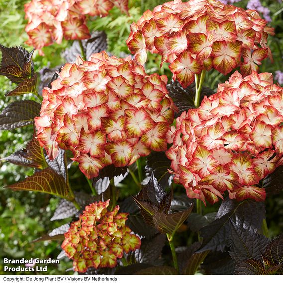 Hydrangea macrophylla 'Light My Fire'