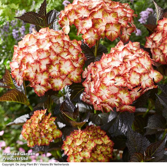 Hydrangea macrophylla 'Light My Fire'