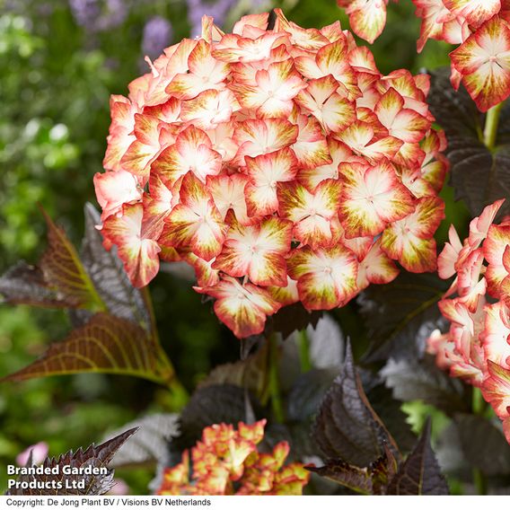 Hydrangea macrophylla 'Light My Fire'