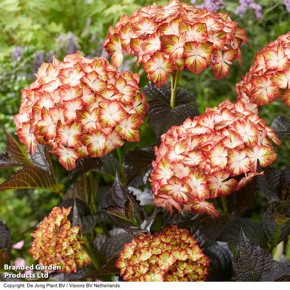 Hydrangea macrophylla 'Light My Fire'