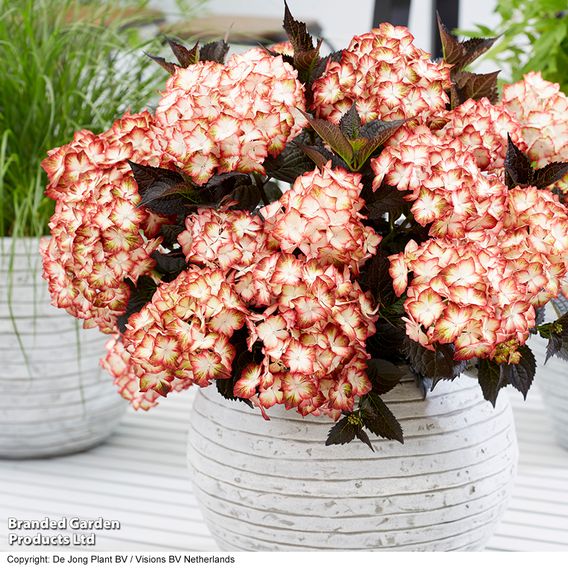 Hydrangea macrophylla 'Light My Fire'