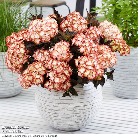 Hydrangea macrophylla 'Light My Fire'