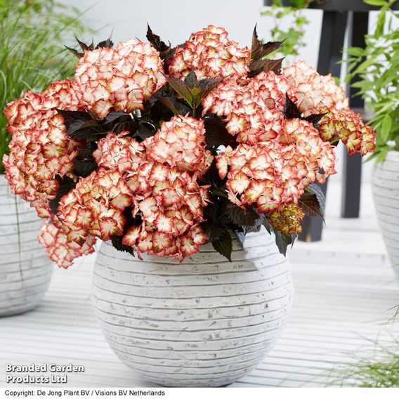 Hydrangea macrophylla 'Light My Fire'