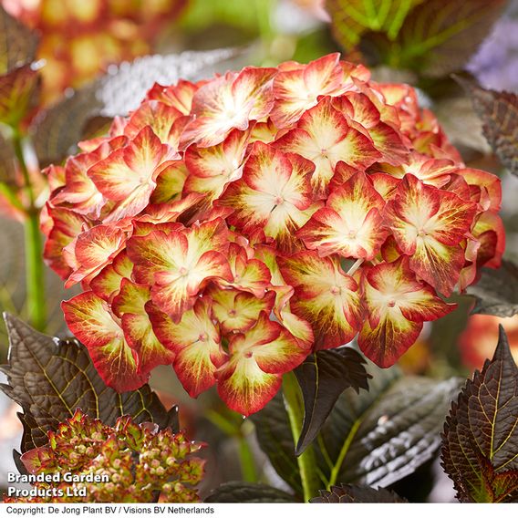 Hydrangea macrophylla 'Light My Fire'