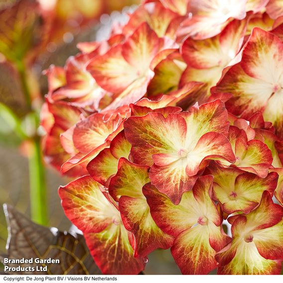Hydrangea macrophylla 'Light My Fire'