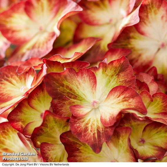 Hydrangea macrophylla 'Light My Fire'