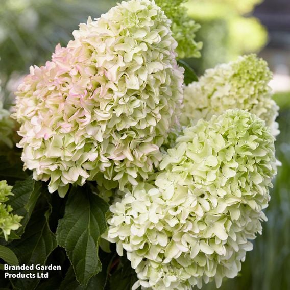 Hydrangea 'Little Fresco'