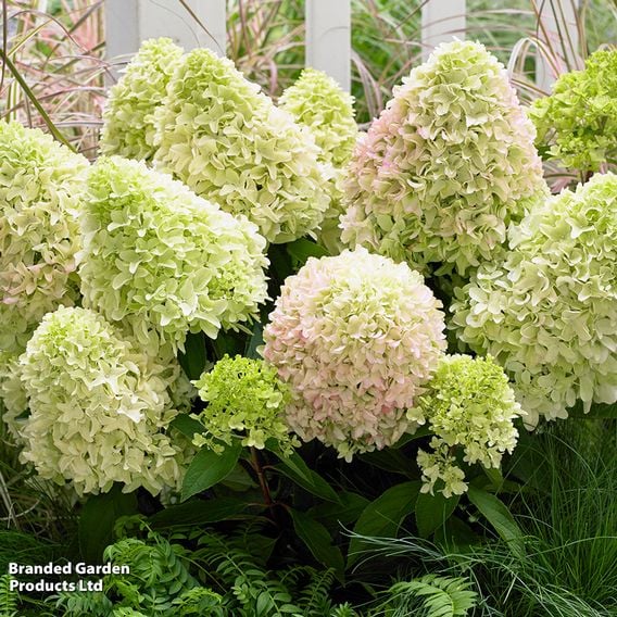 Hydrangea 'Little Fresco'