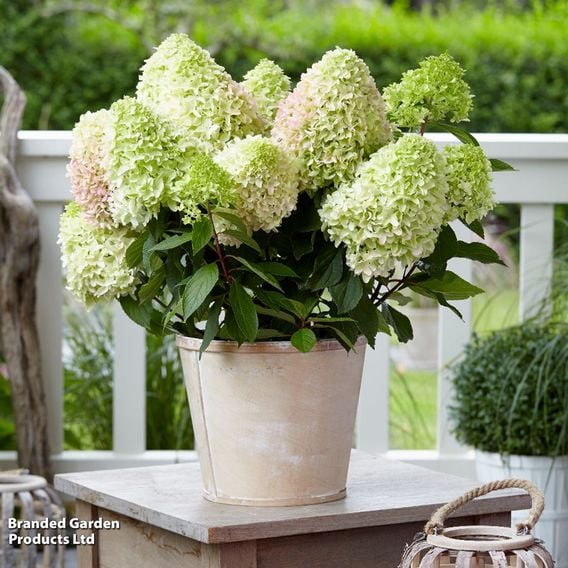 Hydrangea 'Little Fresco'
