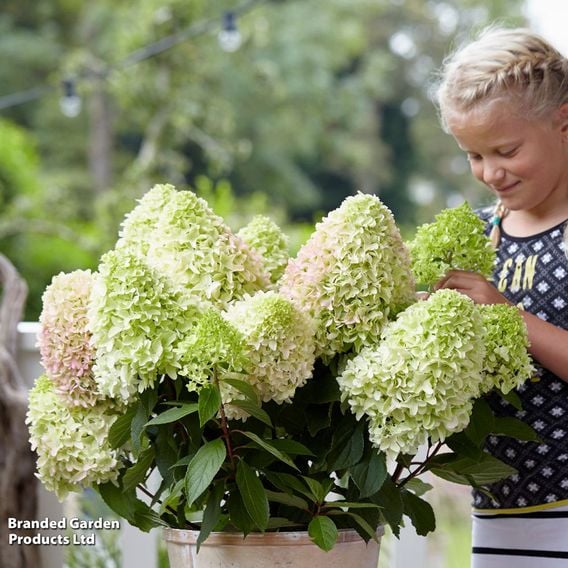 Hydrangea 'Little Fresco'