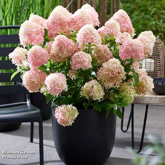 Hydrangea 'Living Little Love'