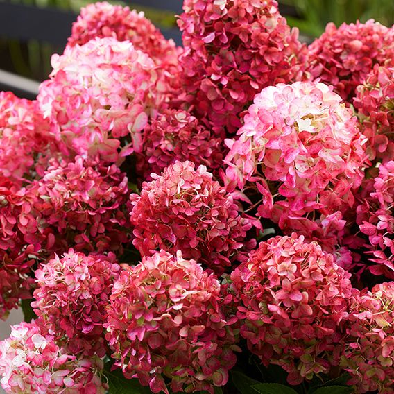 Hydrangea 'Living Little Rosy'
