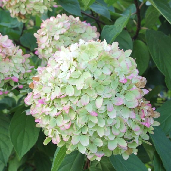 Hydrangea Paniculata 'Limelight'