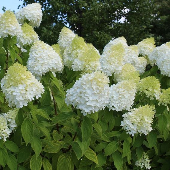 Hydrangea Paniculata 'Limelight'