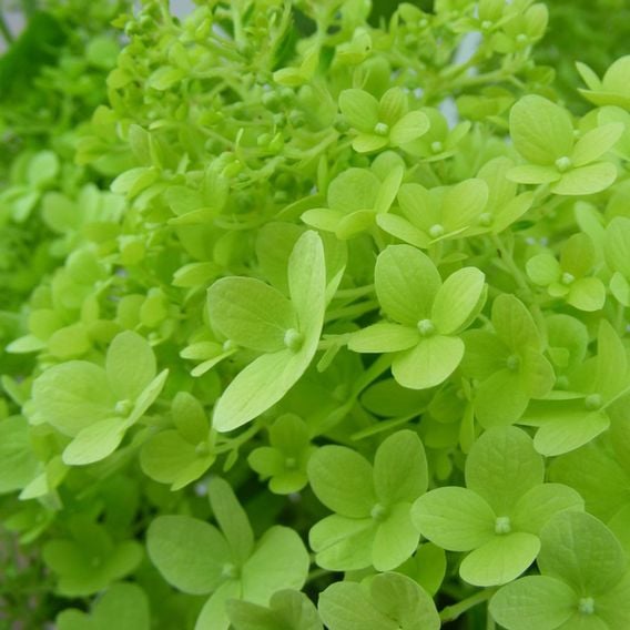 Hydrangea Paniculata 'Limelight'