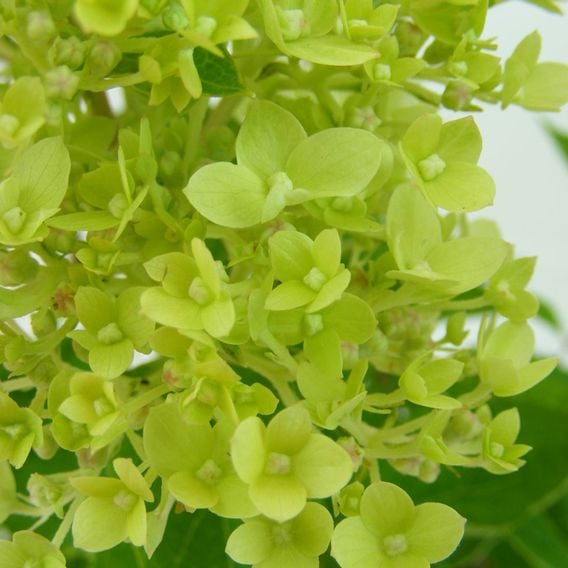 Hydrangea Paniculata 'Limelight'
