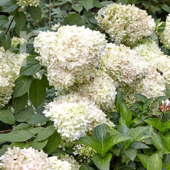 Hydrangea Paniculata 'Limelight'