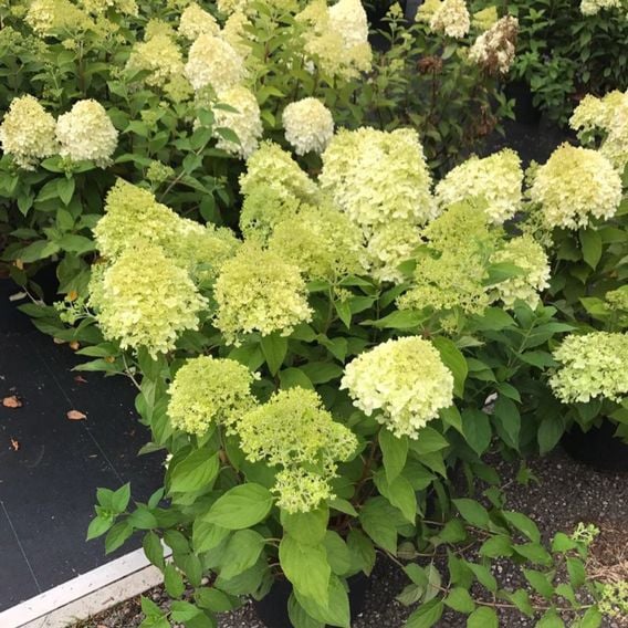 Hydrangea Paniculata 'Limelight'