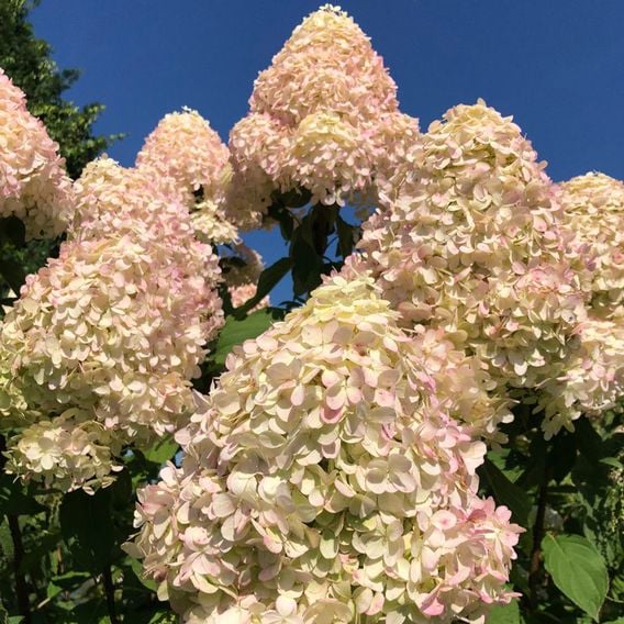 Hydrangea Paniculata 'Limelight'