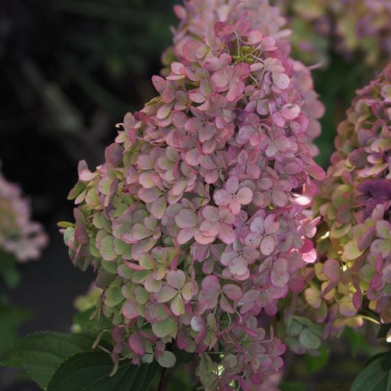 Hydrangea Paniculata 'Limelight'