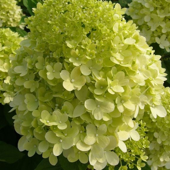 Hydrangea Paniculata 'Limelight'