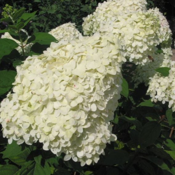 Hydrangea Paniculata 'Limelight'