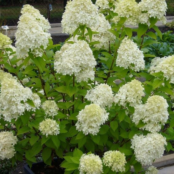 Hydrangea Paniculata 'Limelight'