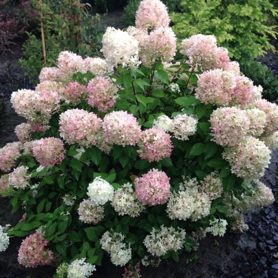 Hydrangea Paniculata 'Limelight'