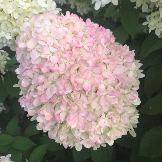 Hydrangea Paniculata 'Limelight'