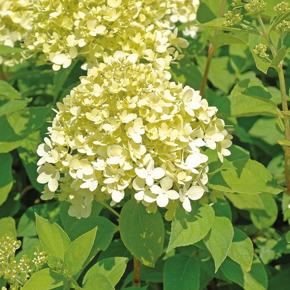 Hydrangea Paniculata 'Limelight'