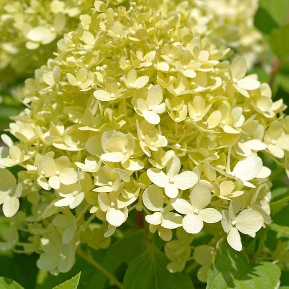 Hydrangea Paniculata 'Limelight'